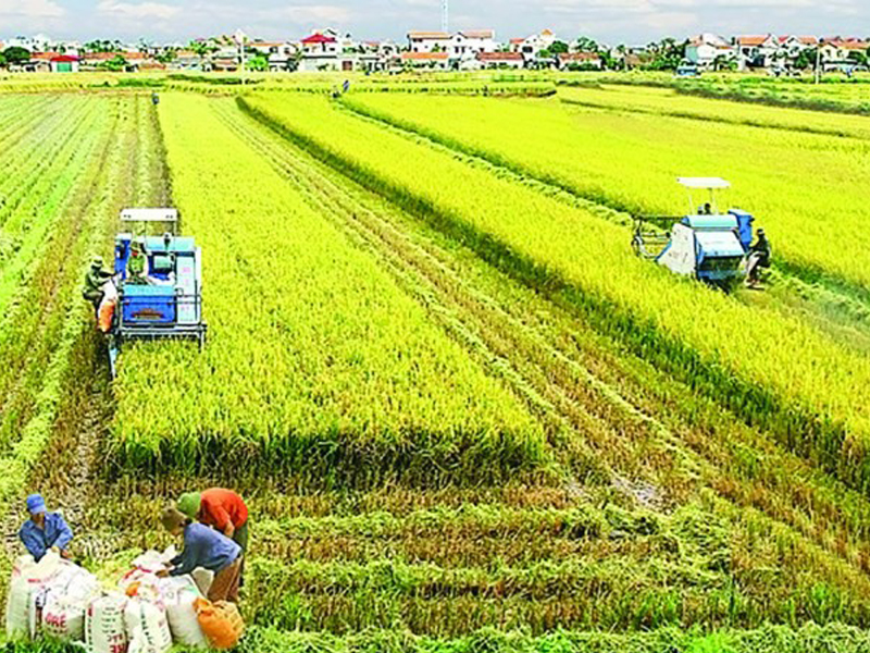 Mô hình SXNN nào phù hợp với cơ chế thị trường và quá trình CNH-HĐH ở nước ta hiện nay?