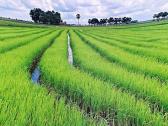  Phương pháp xây dựng công thức thực nghiệm tính thấm trên ruộng lúa trong giai đoạn ngập nước ở đồng bằng Bắc bộ