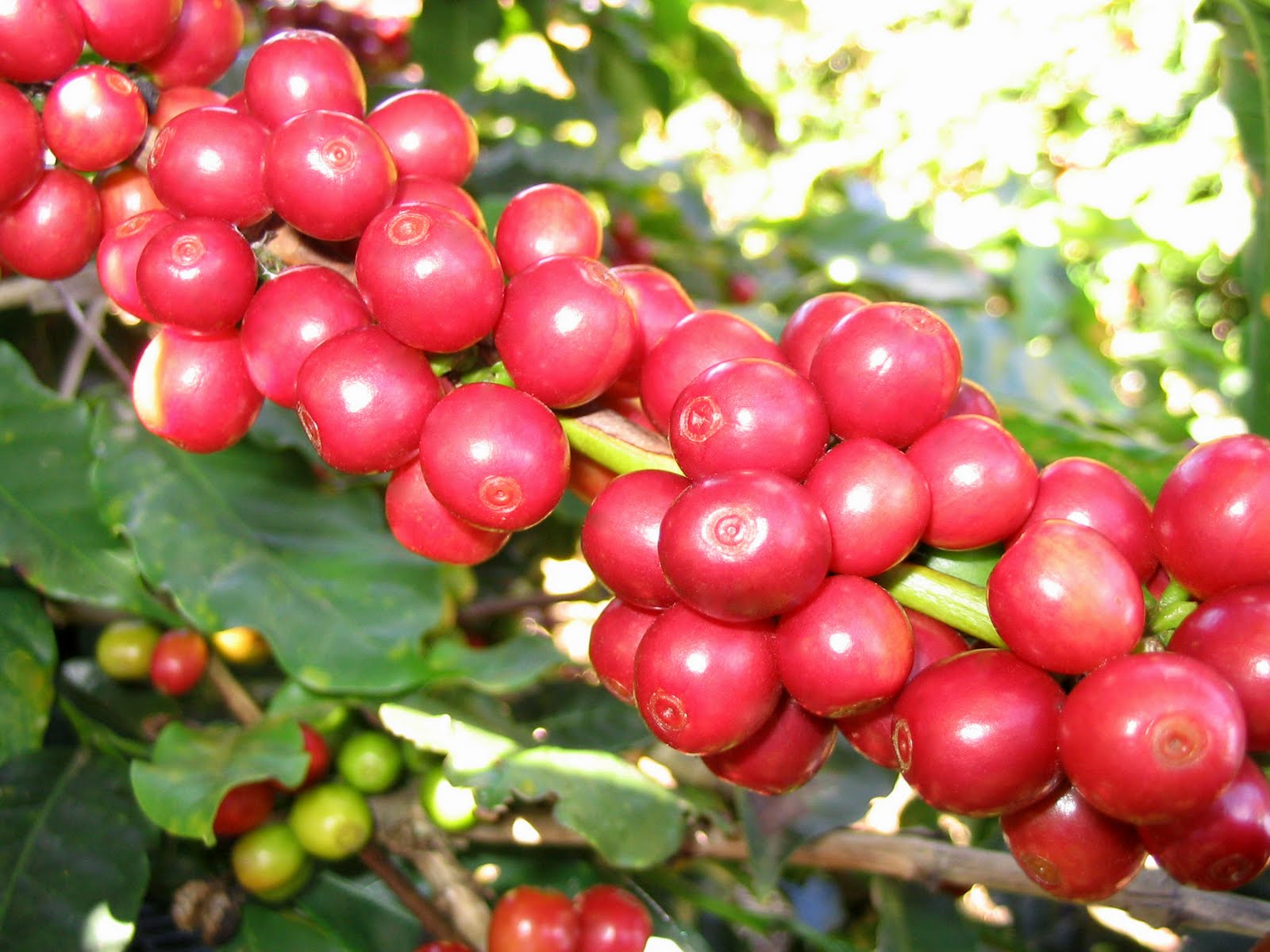 Bán hồ thủy lợi, cà phê chết khát
