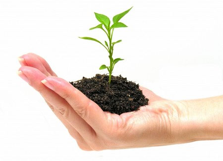 Các tỉnh phía Nam tích cực chống hạn bảo vệ cây trồng